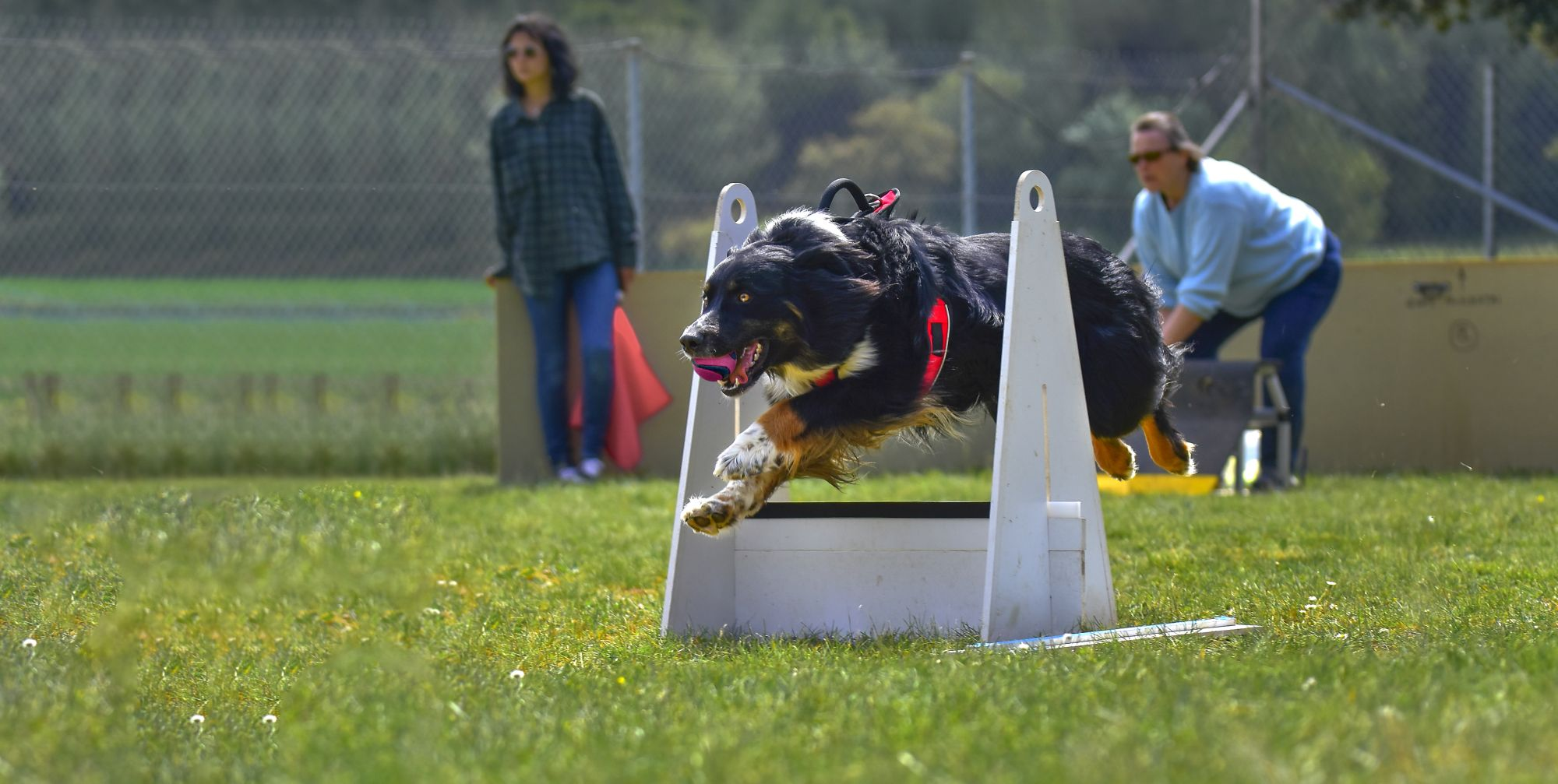 Eukanuba agility clearance