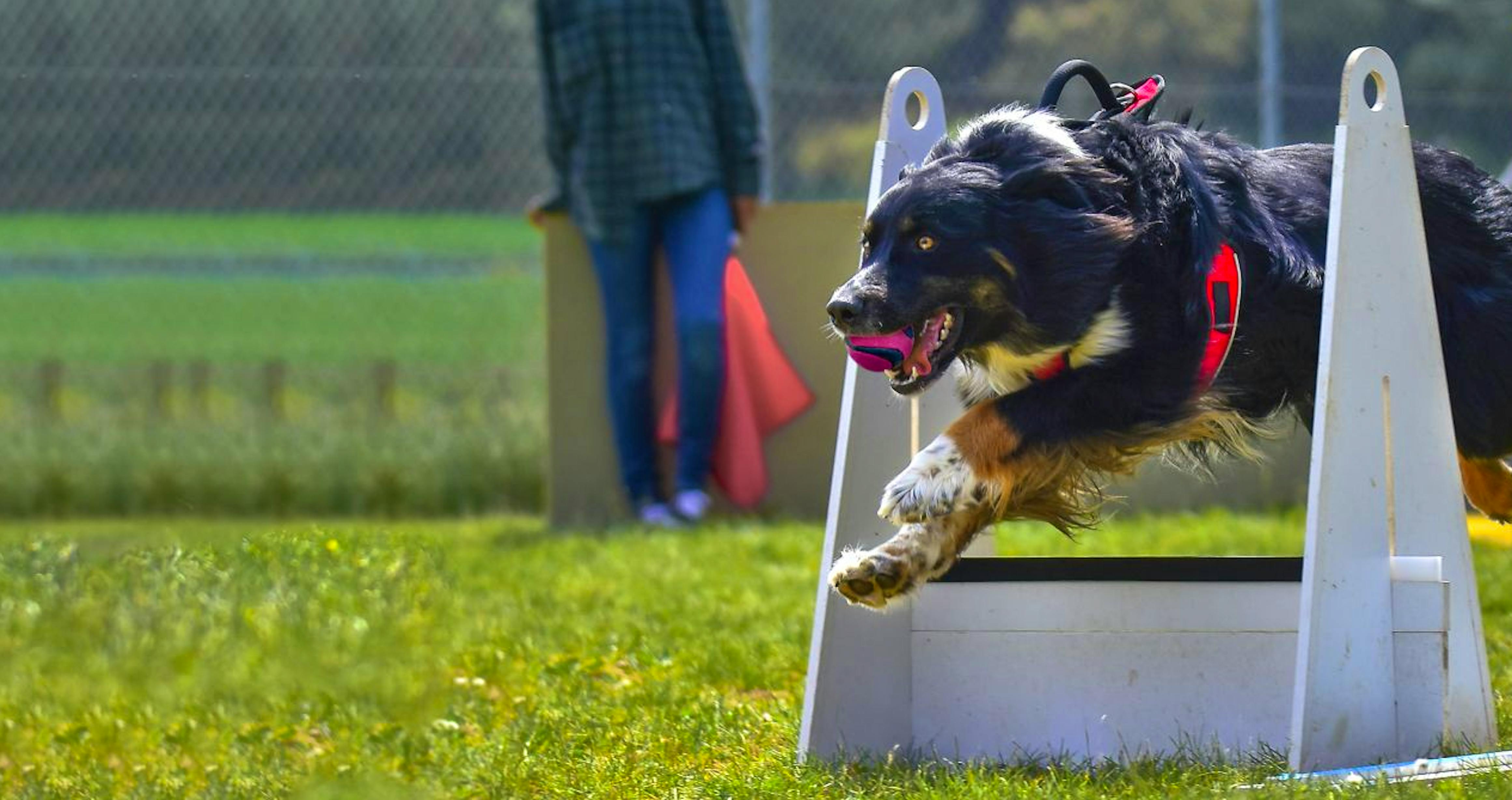 Burmese Mountain Dog jumping over an obstacle during a flyball competition 