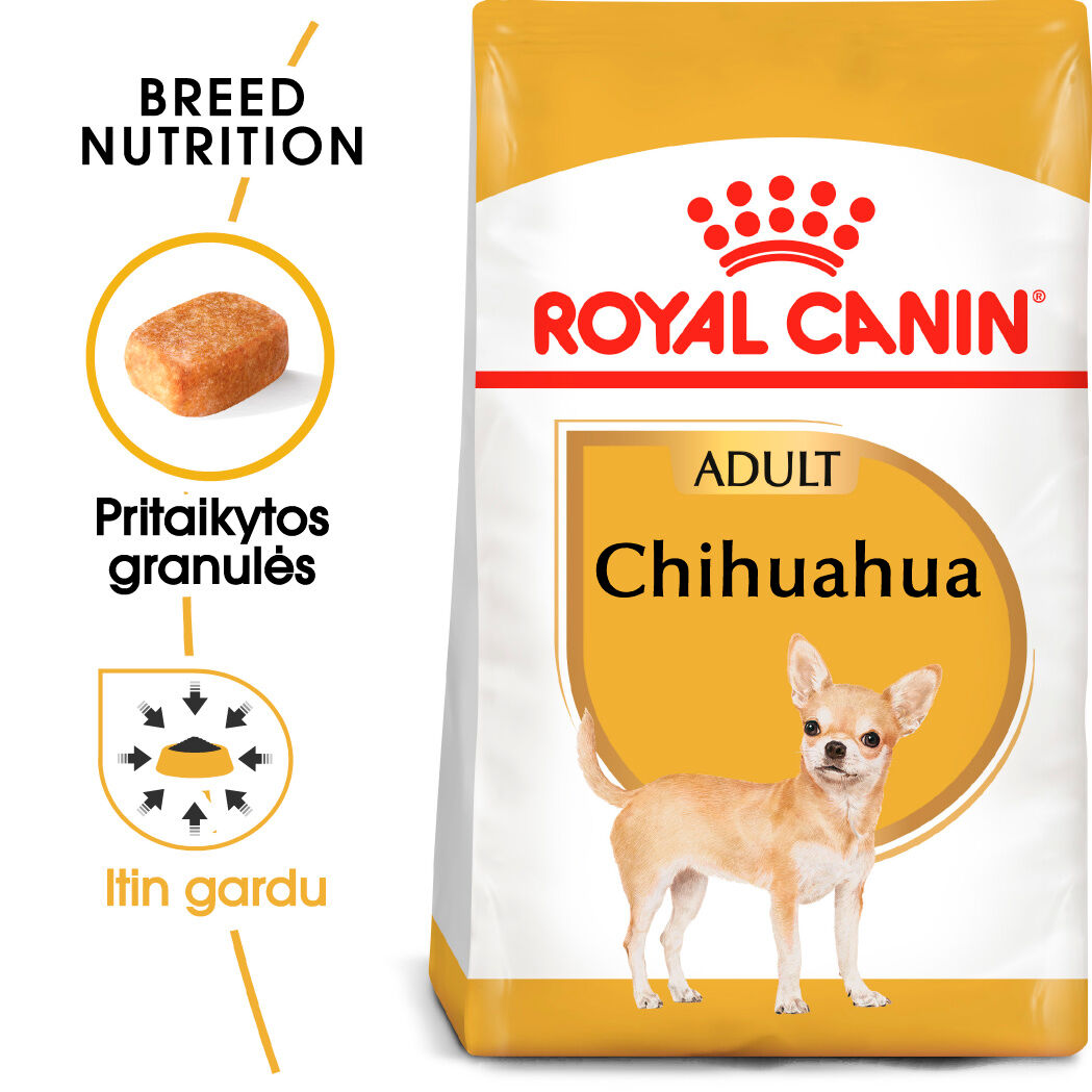 Chihuahua Adult