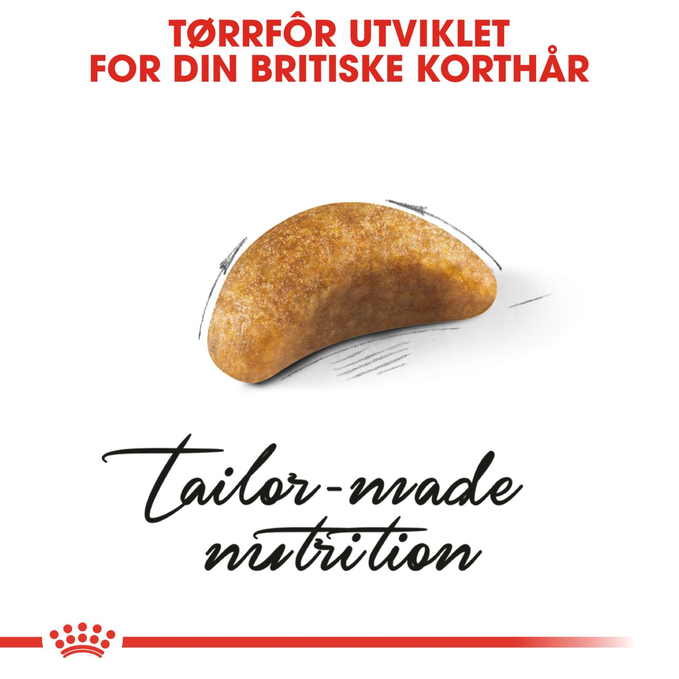 British Shorthair Kitten