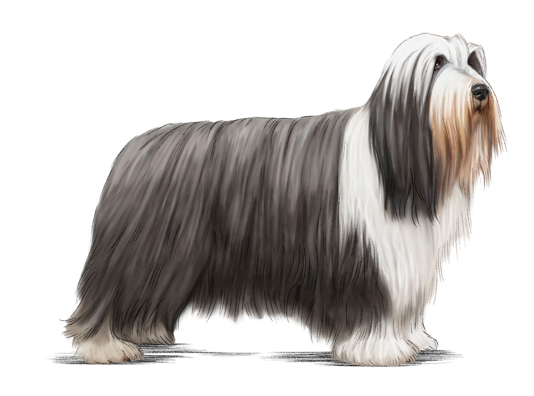 Bearded Collie