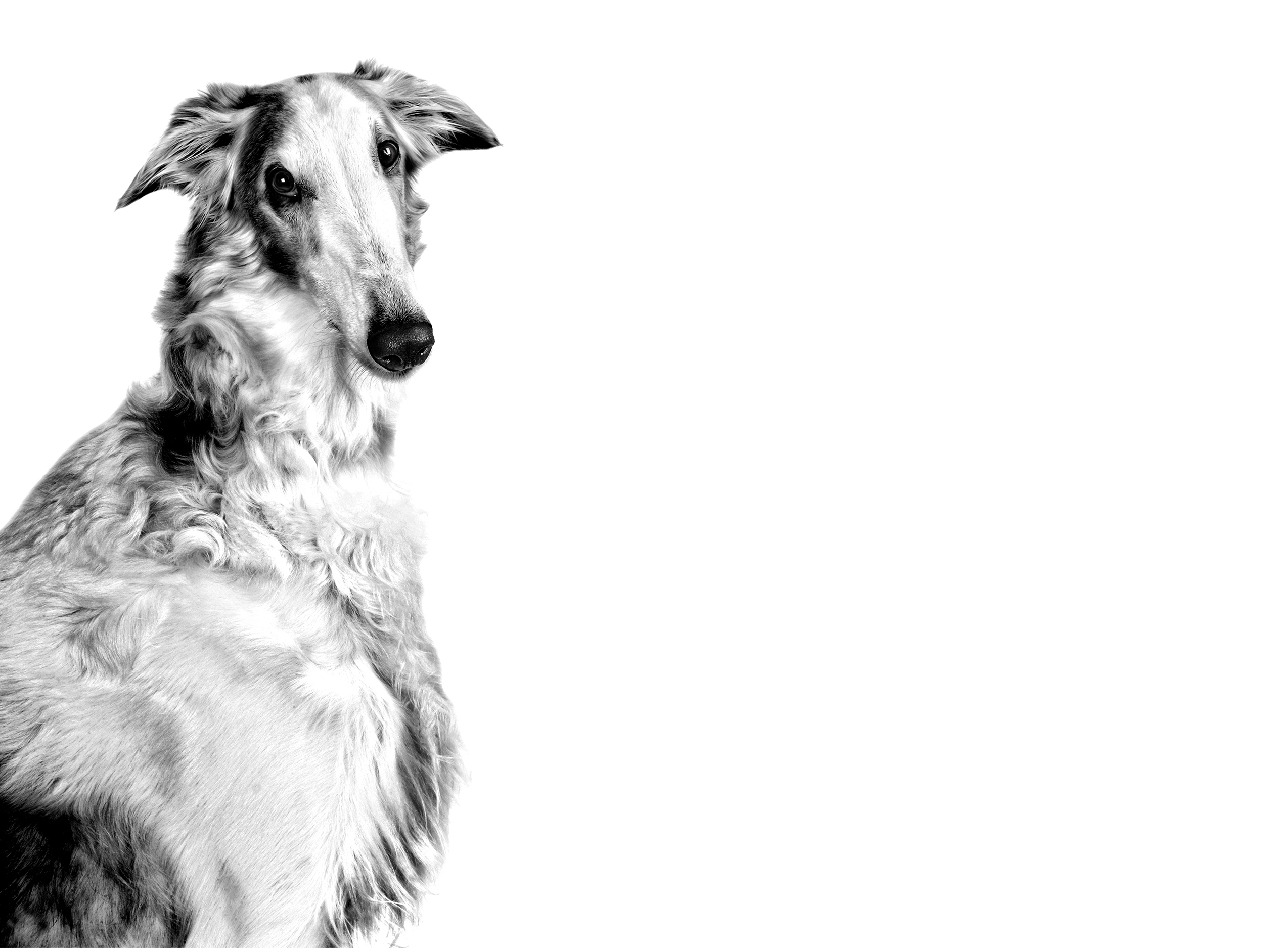 Borzoi adult black and white