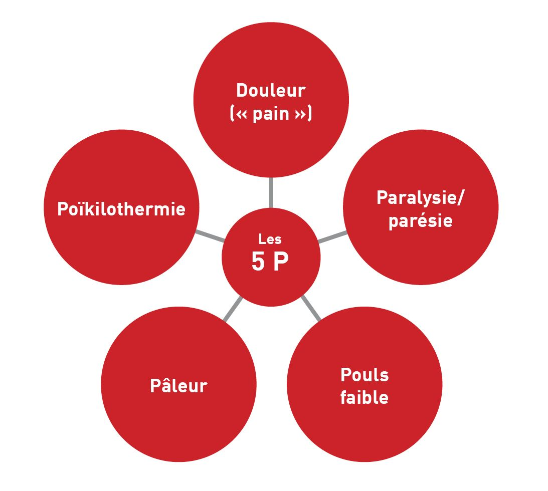 les 5 P