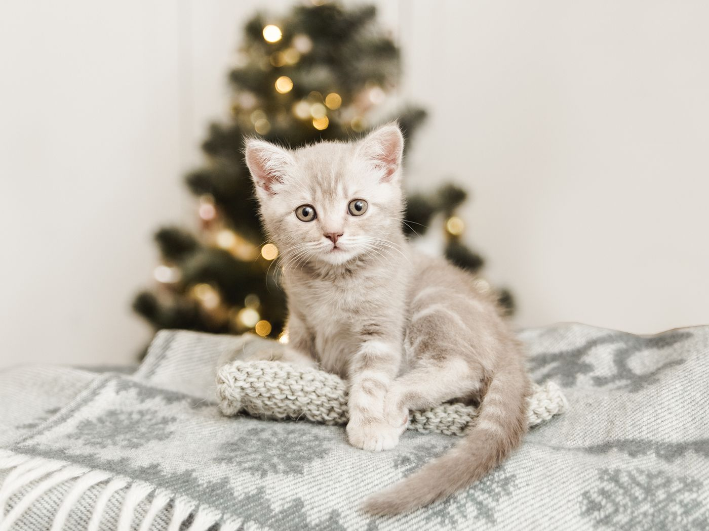 Cat sitting in front of christmas tree