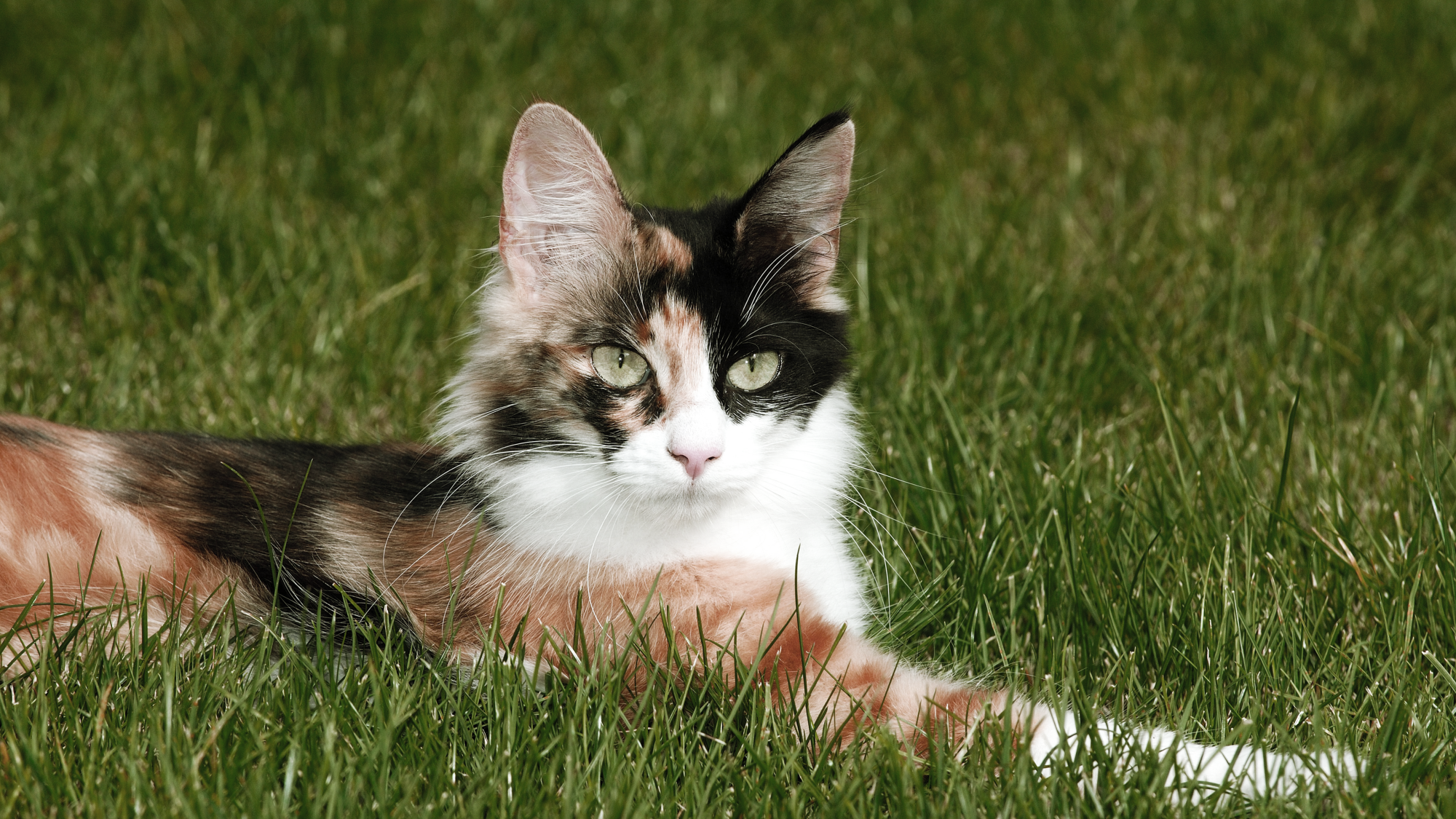 Close-up of Turkish Angora lying in grass