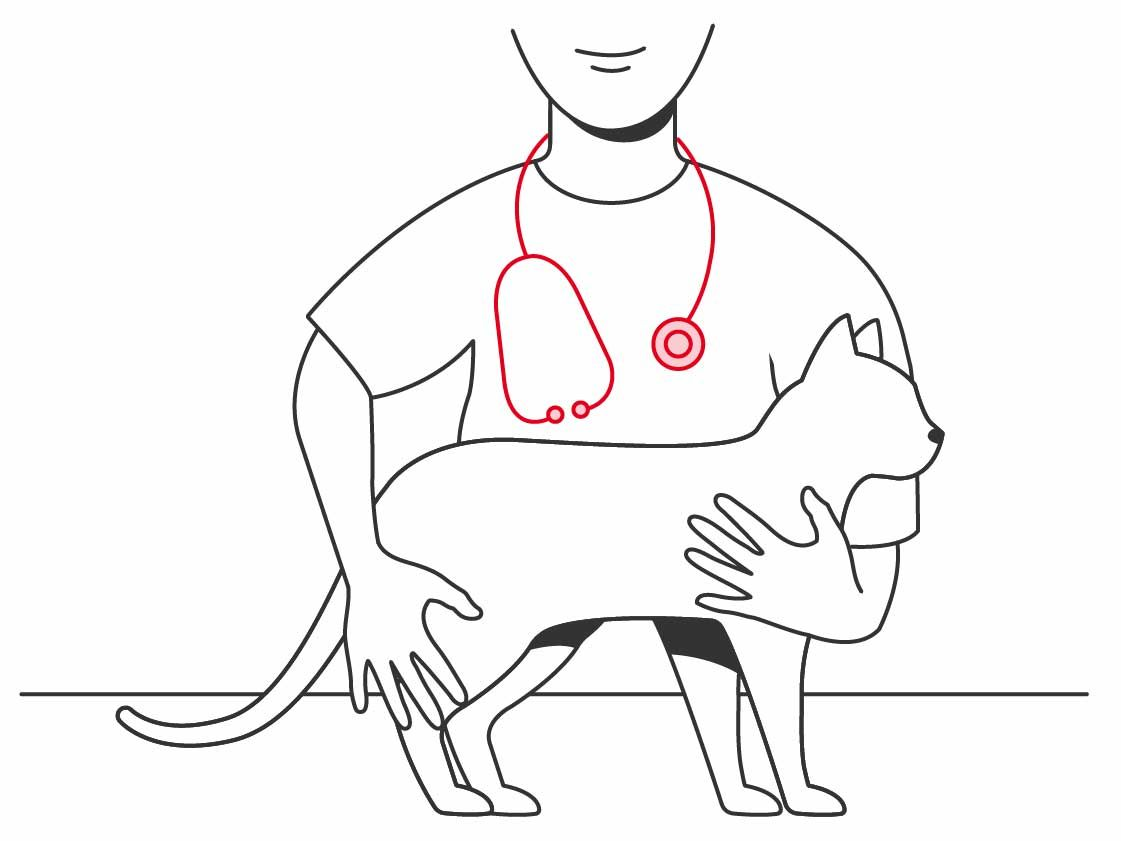 Illustration of cat with vet