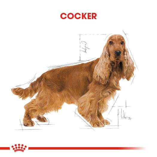 Cocker Adult Yetişkin Köpek Kuru Maması