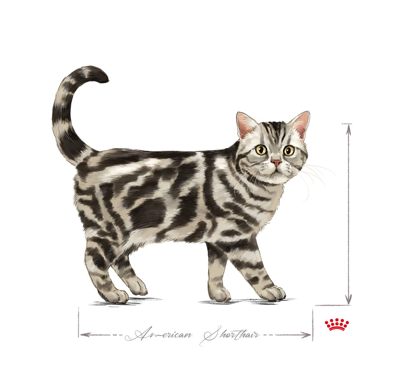 American Shorthair adult in black and white