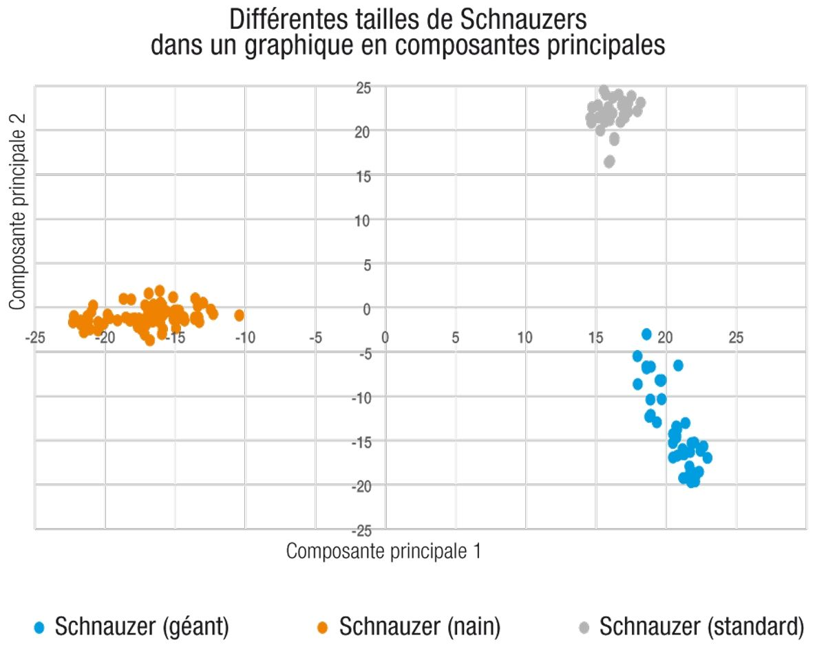 L’analyse en composantes principales (PCA) est une méthode automatique de regroupement des génotypes testés qui permet de comparer les similarités des séquences d’ADN. Des échantillons étroitement apparentés, comme ceux de chiens d’une même race, sont censés se regrouper en raison des similarités de leur patrimoine génétique. Ce graphique d’ACP illustre les différences de signatures génétiques entre les variétés standard, miniature et géante de Schnauzers, montrant le nombre de différences génétiques pouvant apparaître au fil des générations par le simple fait de sélectionner un caractère comme la taille. 