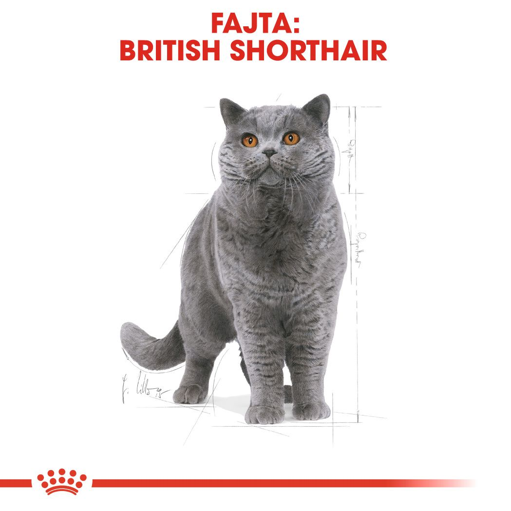 British Shorthair Adult