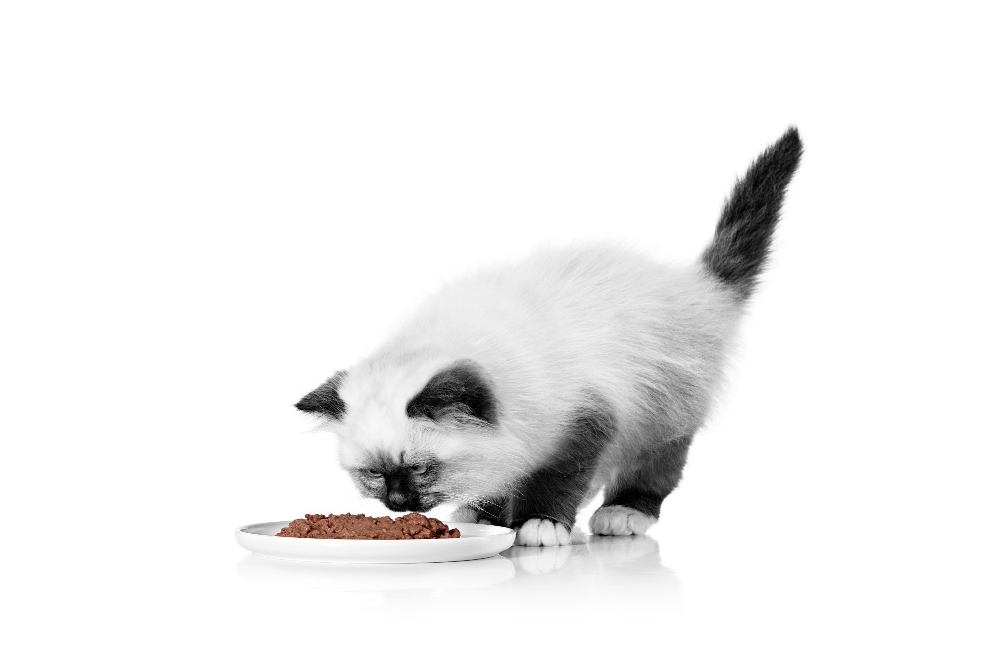 When should a kitten outlet start eating wet food