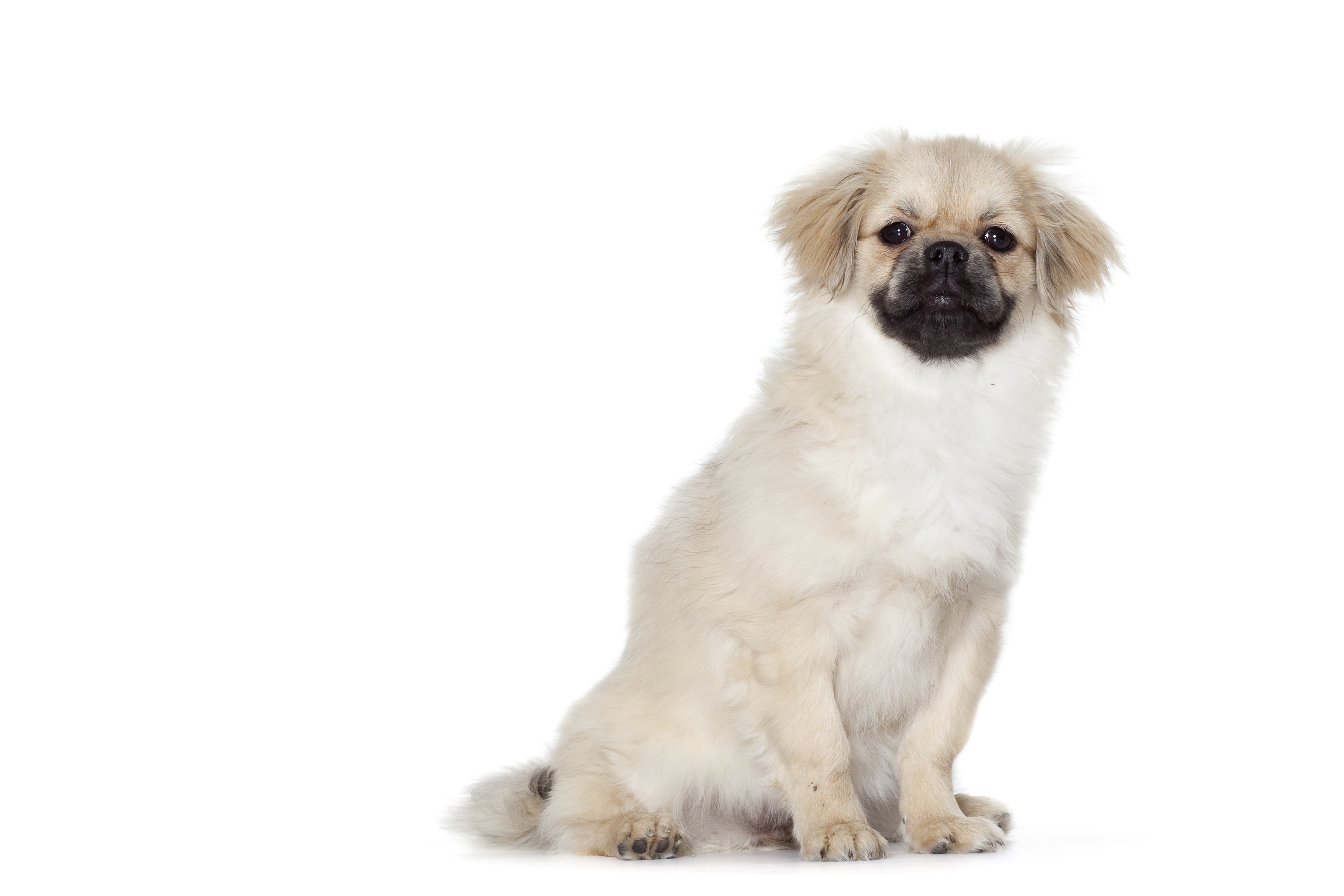 Tibetan Spaniel adult black and white