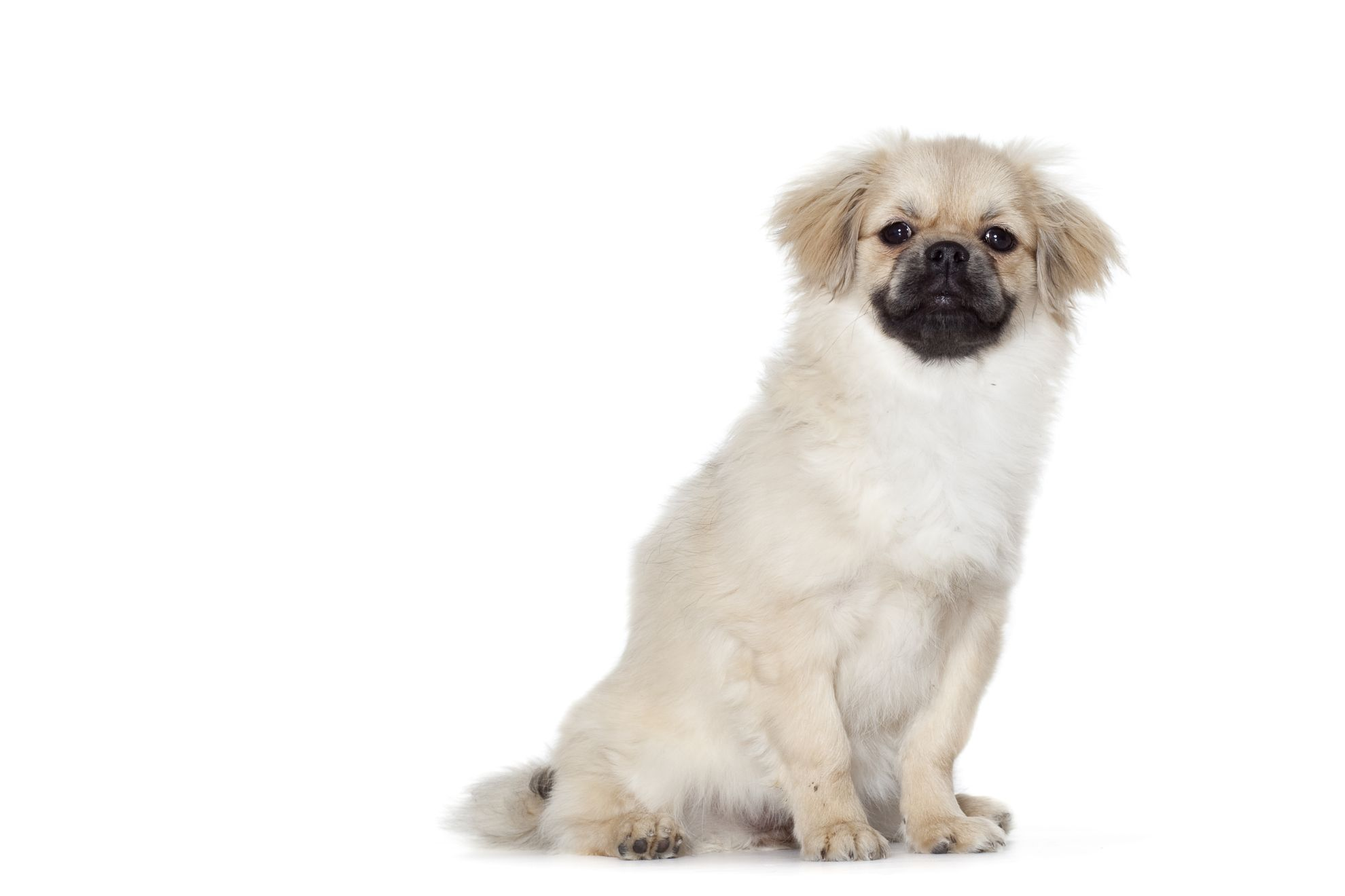 Tibetan Spaniel