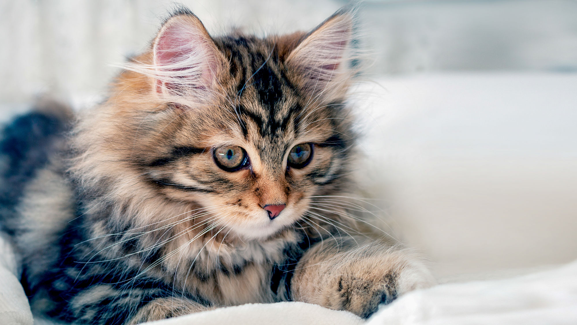 Kitten Siberian lying down indoors on a white blanket.