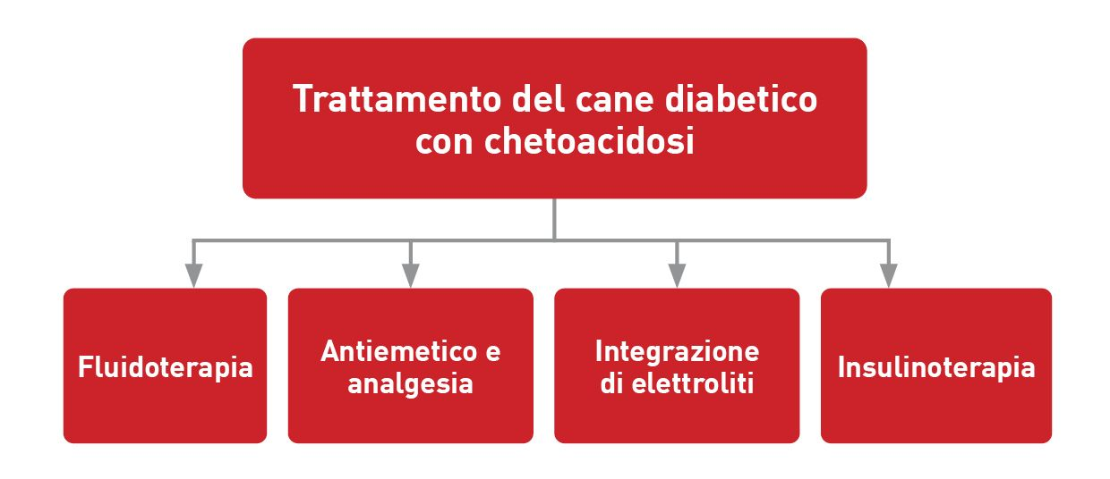 I cani con DKA richiedono un piano di trattamento equilibrato e articolato
