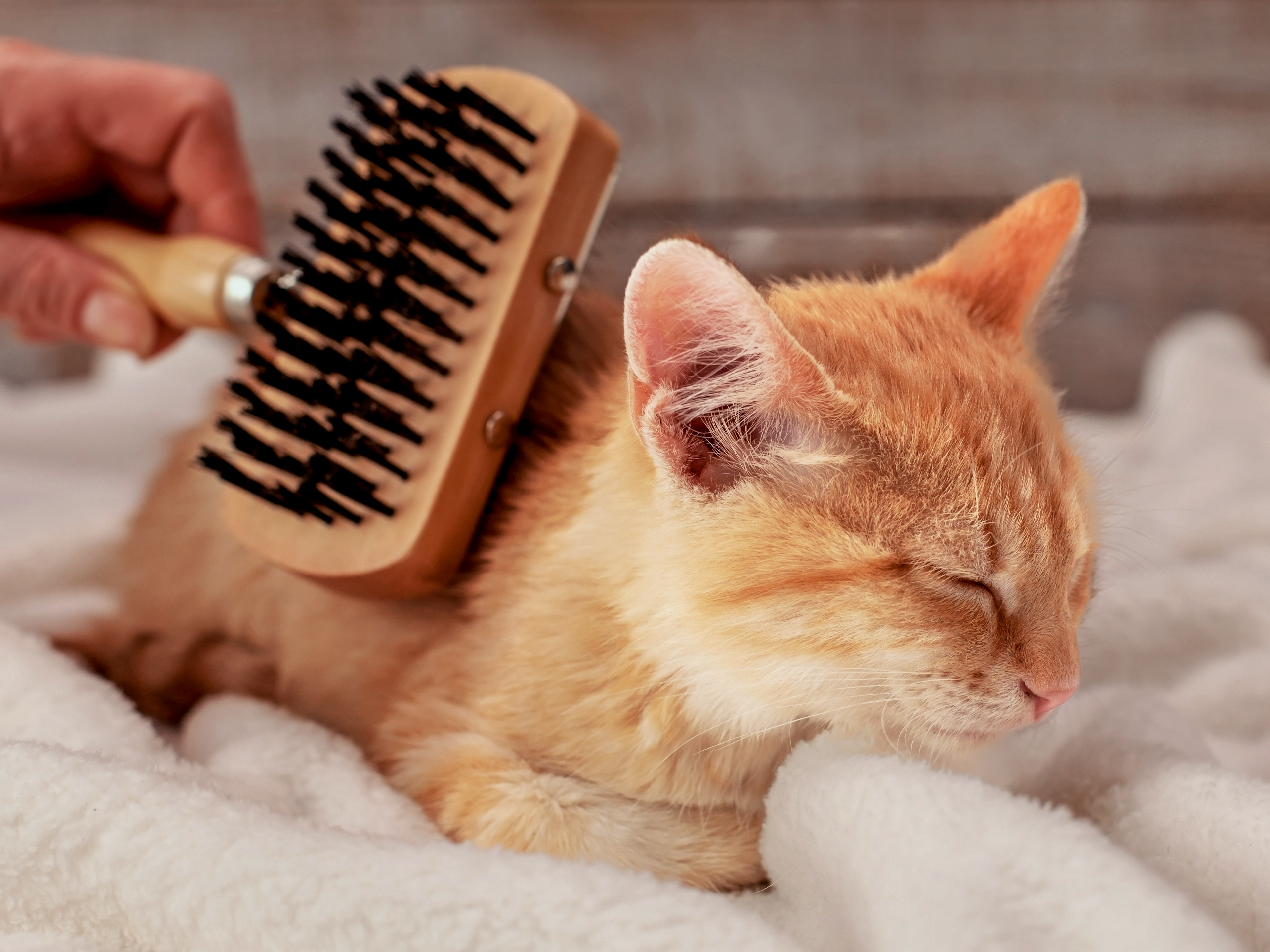 Kitten hotsell hair brush