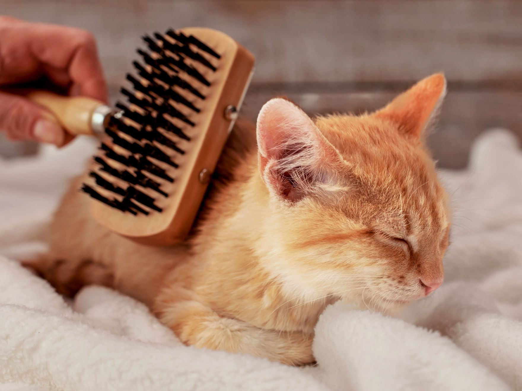 Ginger kitten lying down on a white blanket being brushed