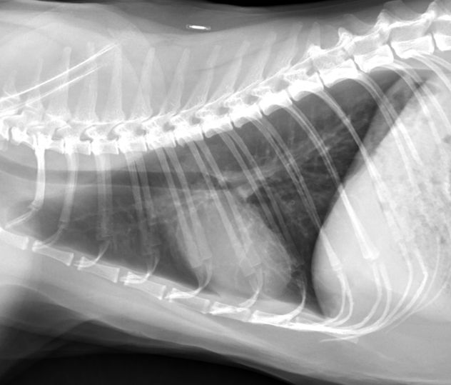 A lateral thoracic radiograph from a 6-year-old male neutered Domestic Shorthair cat 