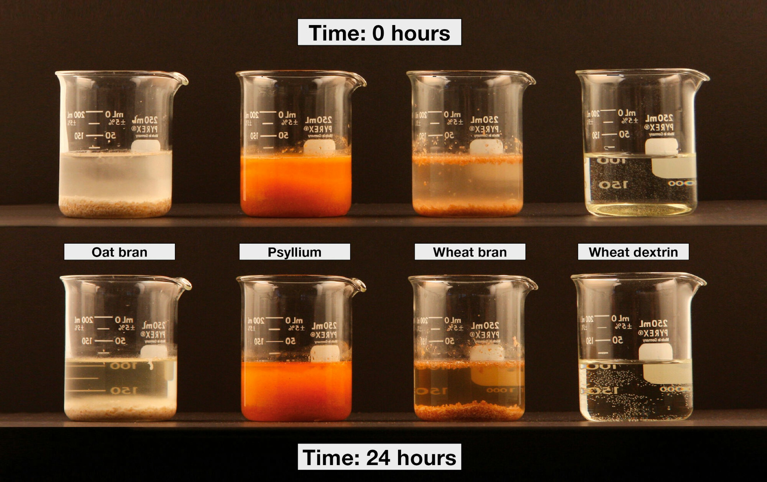 A demonstration of the solubility and viscosity of different fiber sources where equal amounts are added to 100 mL water. The oat and wheat bran do not absorb water and no changes are seen after 24 hours, whilst the wheat dextrin powder dissolves immediately and stays in solution. Psyllium powder absorbs water and forms a thick gel after 24 hours.