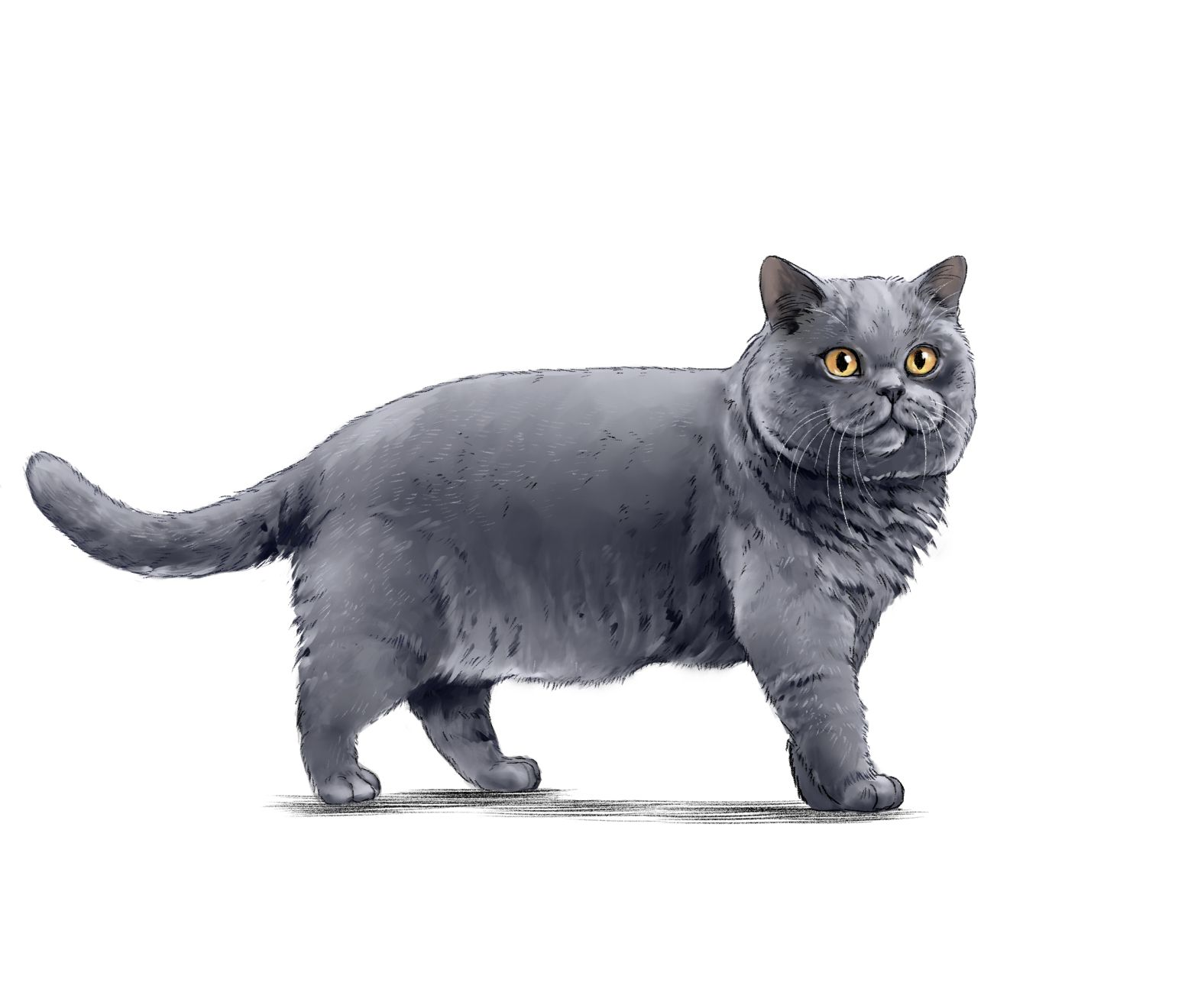 Ilustración de un British Shorthair gris