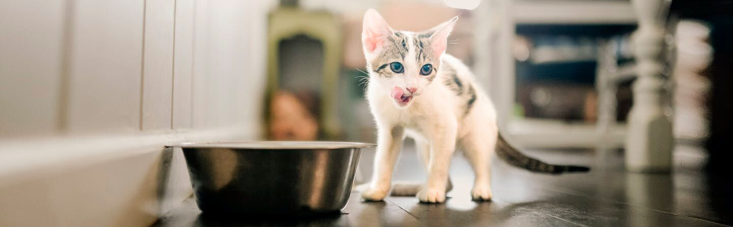 kitten standing indoors licking its lips next to a stainless steel feeding bowl