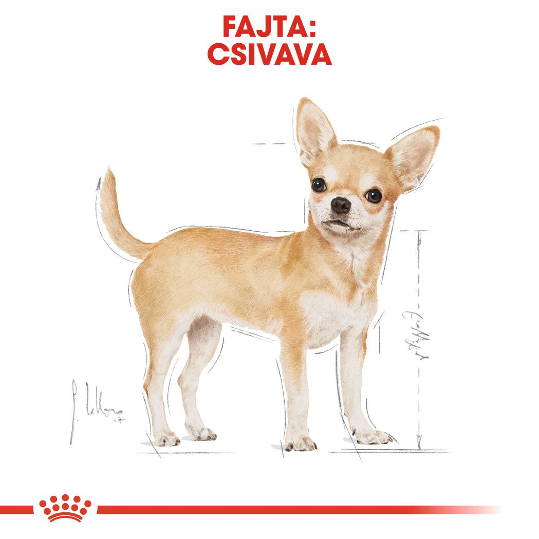 Chihuahua