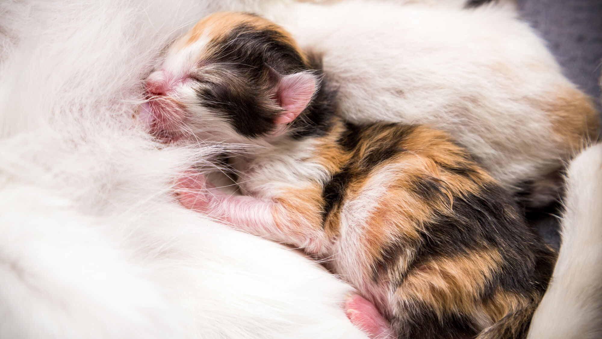 Newborn kitten suckling on mother