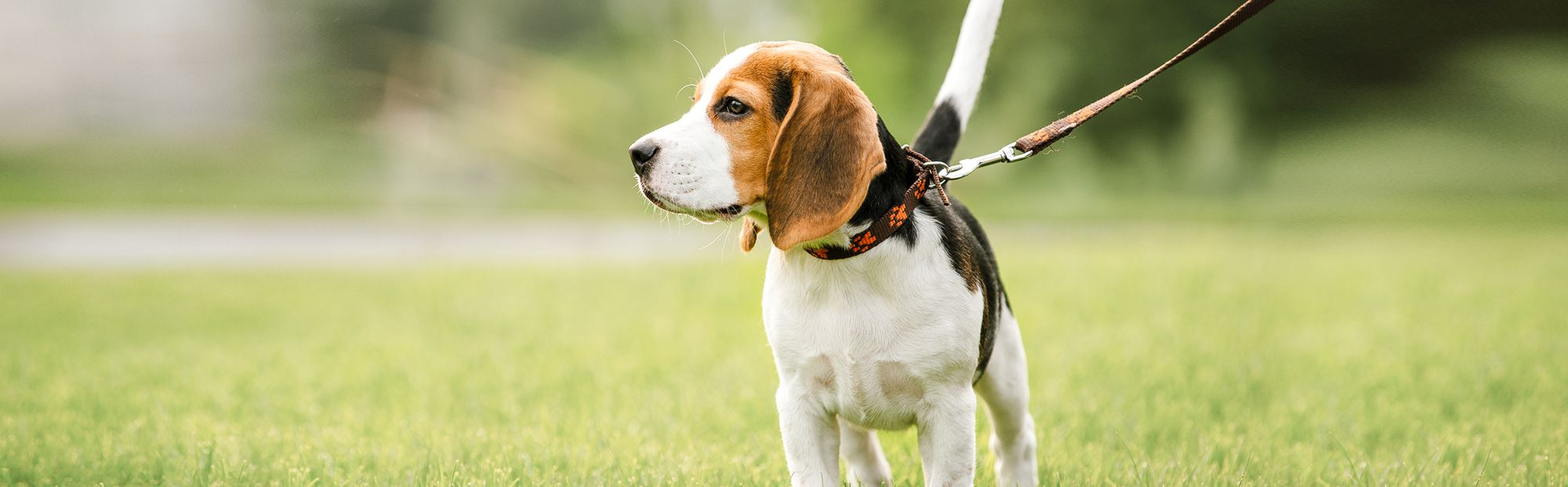 Beagle going for a walk