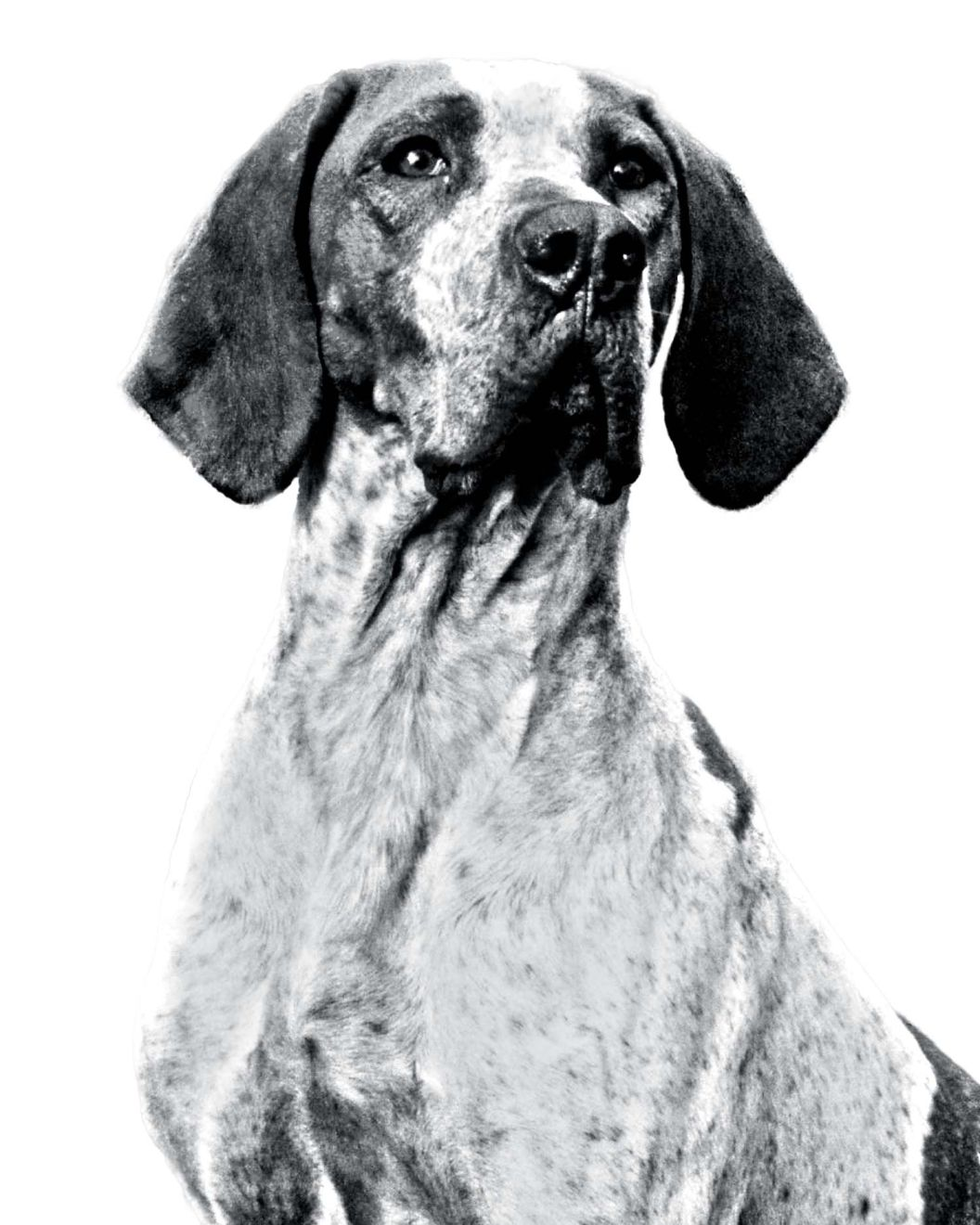 bp-lot-6-braque-de-lariege-bw-2