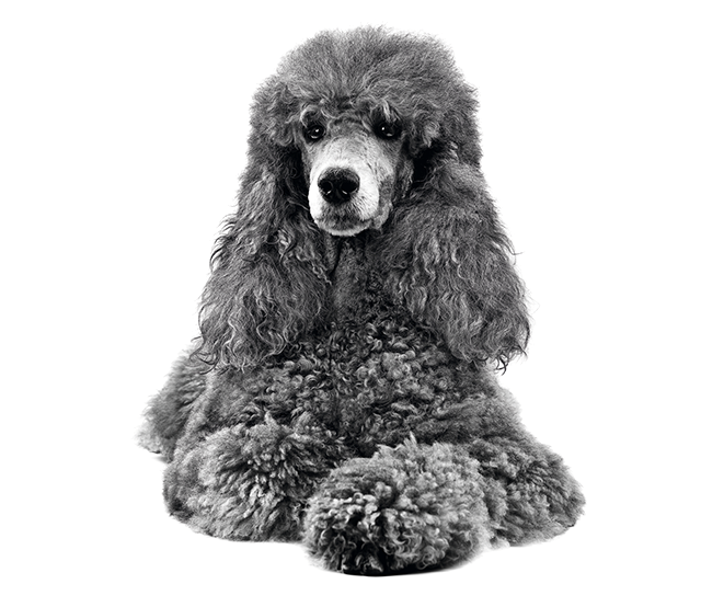 Poodle Adult sitting in black and white on a white backgorund