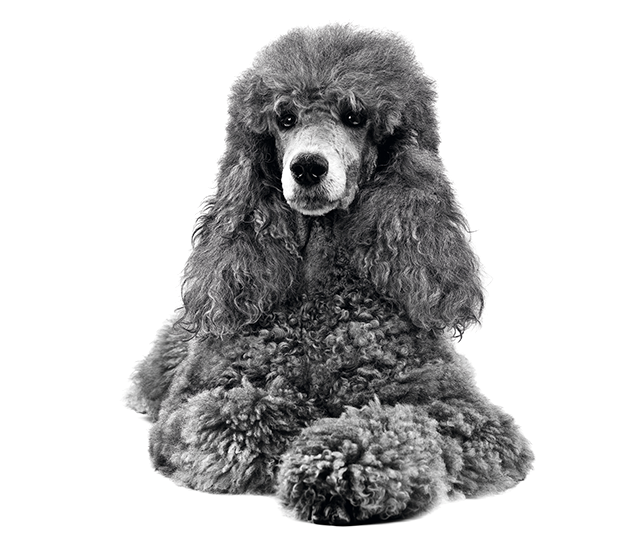 poodle adult