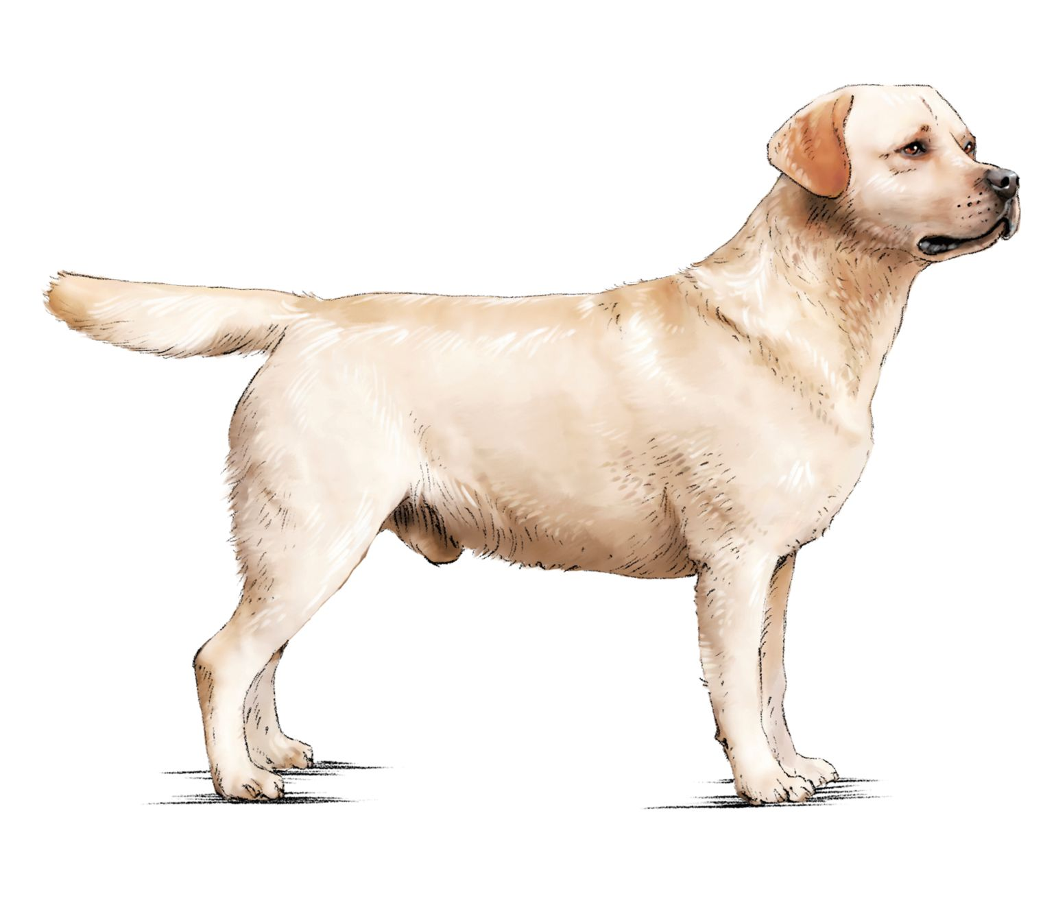 Illustration of standing Labrador