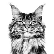 O marcă emblematică pentru pisicile Maine Coon adulte