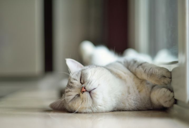 cat sleeping on the floor