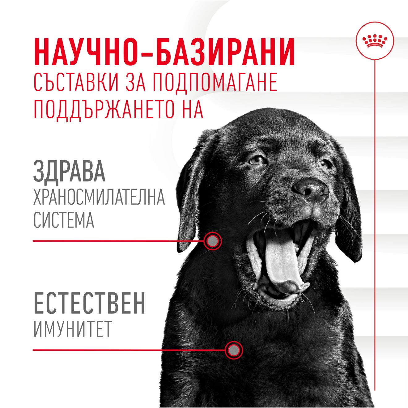 IMMUNITY & DIGESTION CHEWS