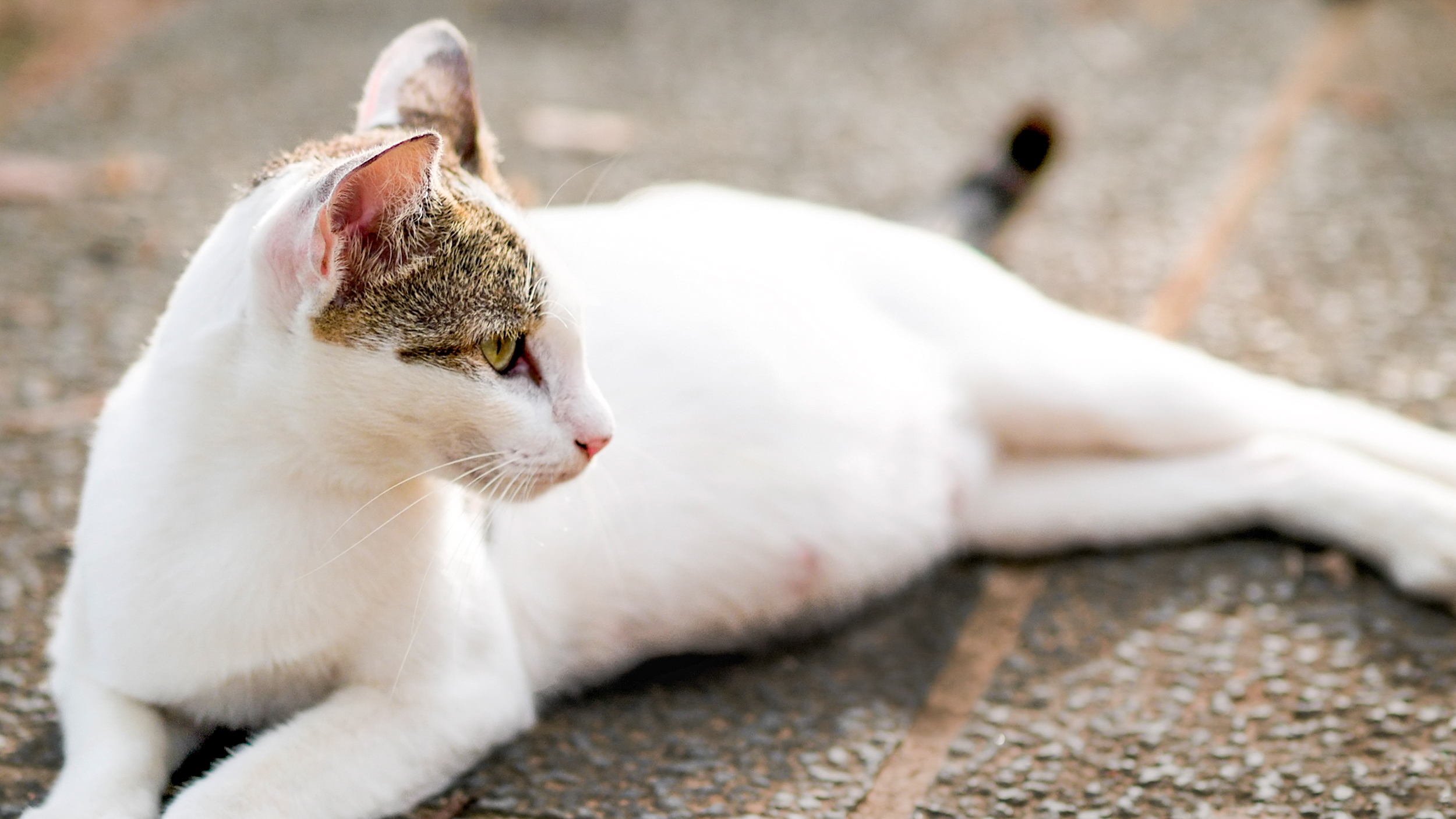 Kucing bunting sedang berbaring di luar ruangan.