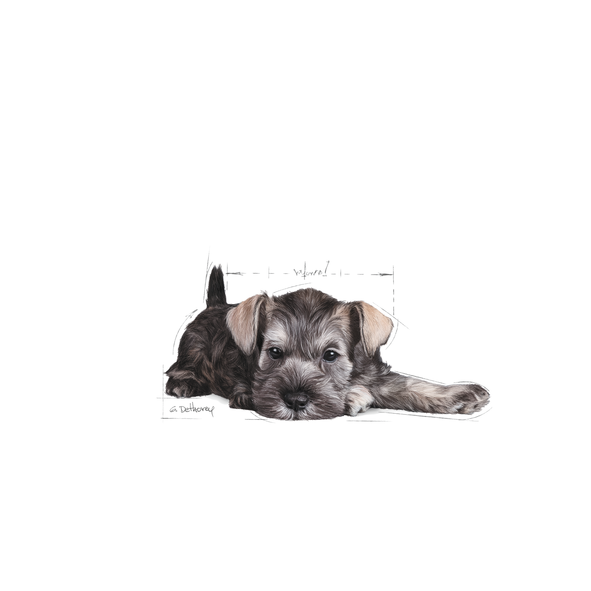 Royal canin store puppy miniature schnauzer