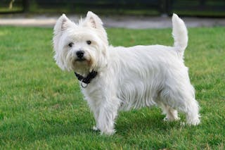 West Highland White Terrier 