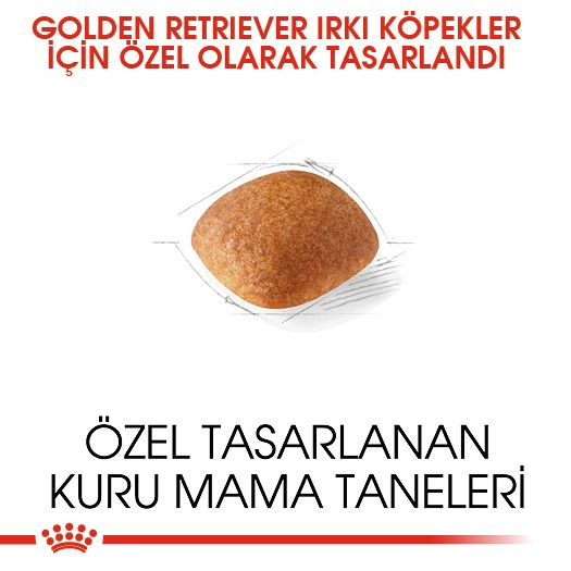 Golden Retriever Adult Yetişkin Köpek Kuru Maması