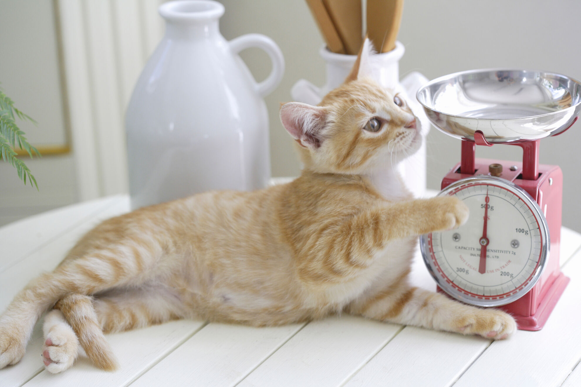 Anak kucing makan dari mangkuk makanan di lantai