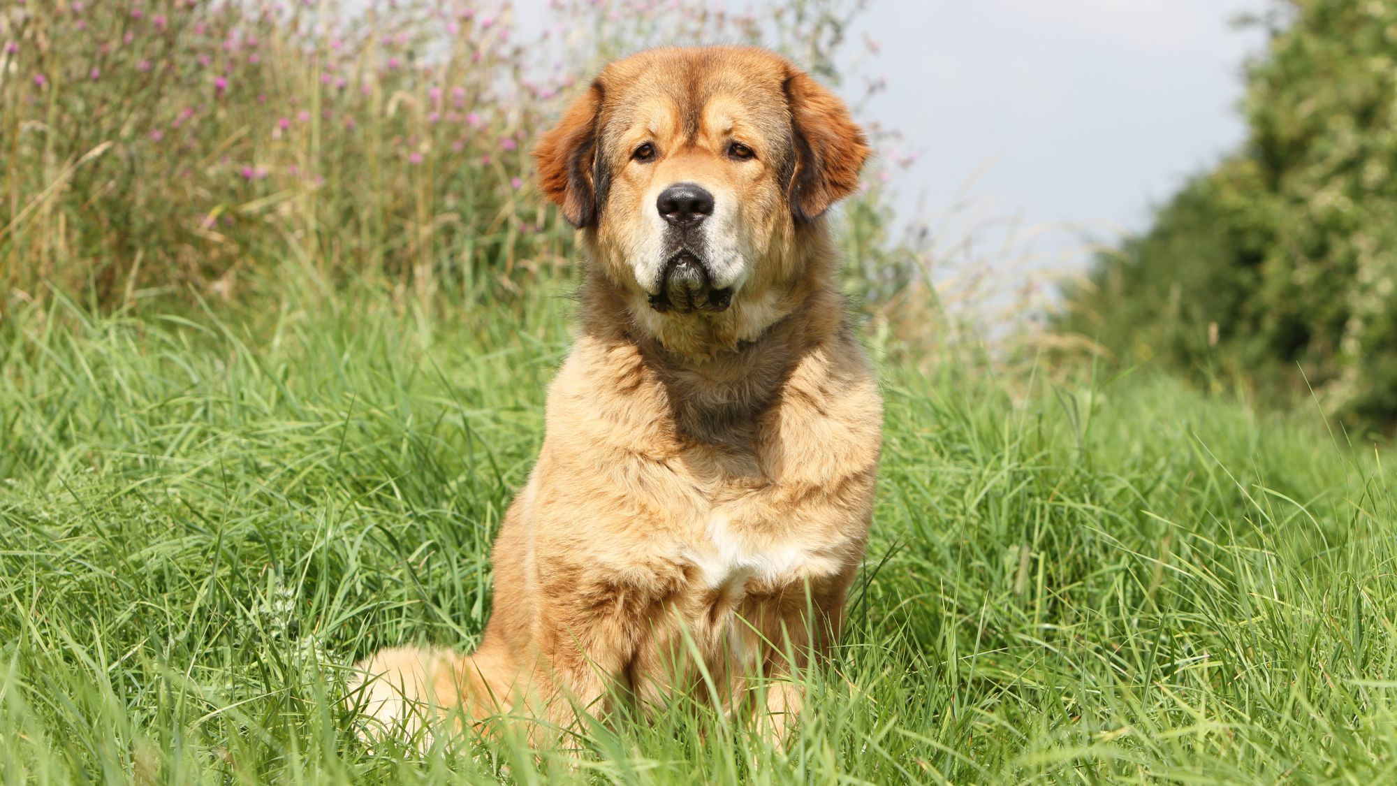 Tibetan Mastiff sitting in long grass looking at camera