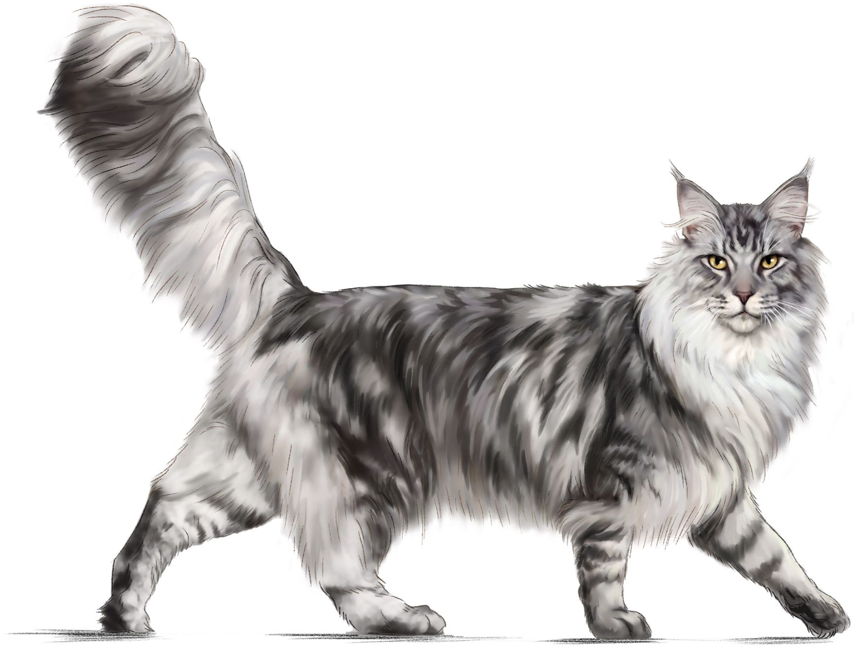 Illustration of a standing Maine Coon