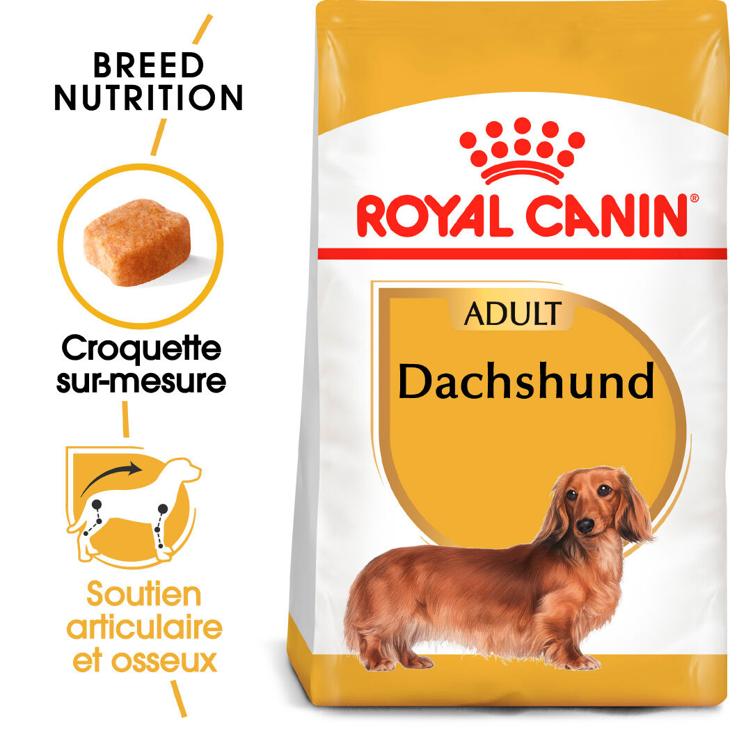 Dachshund Adult
