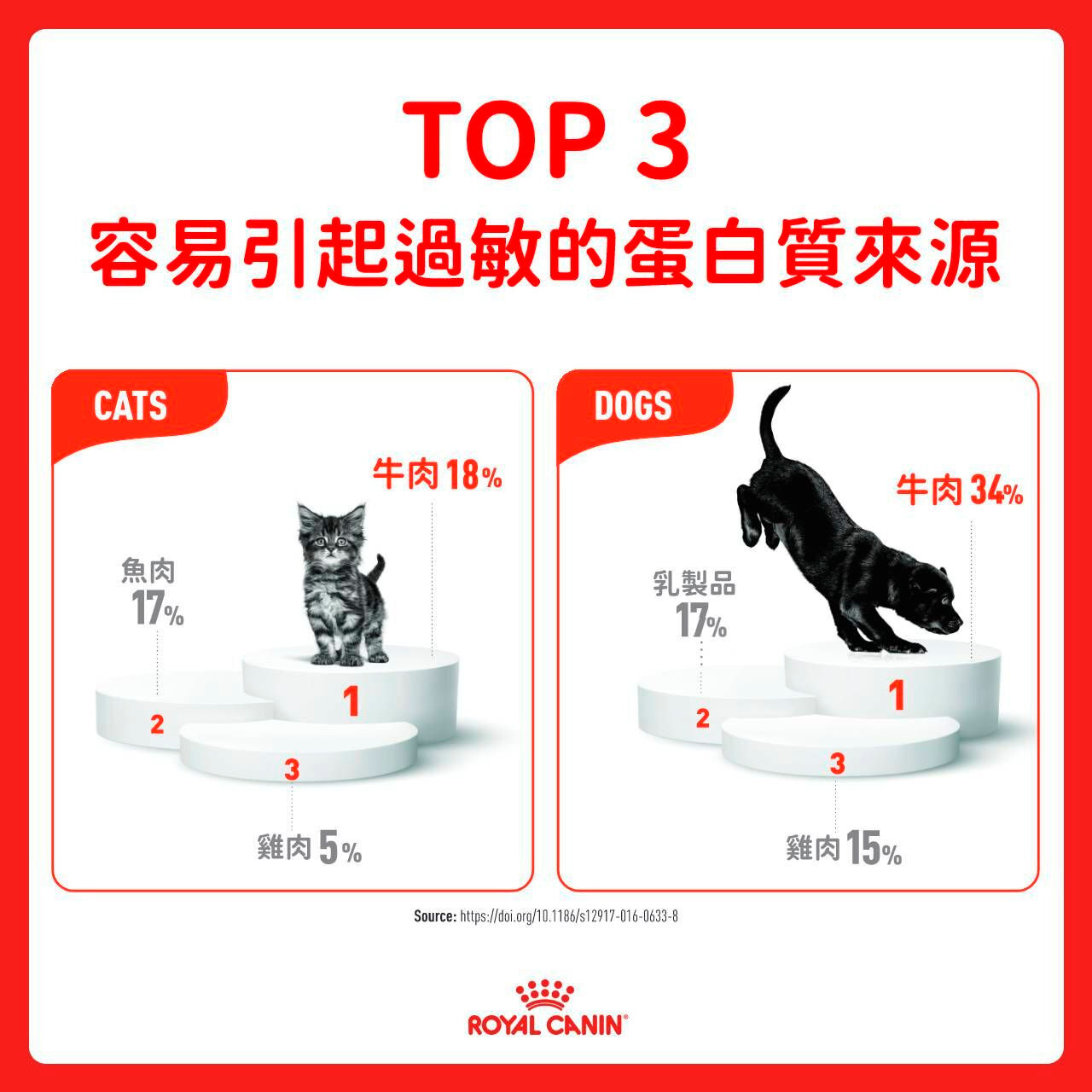 狗狗在吃飼料