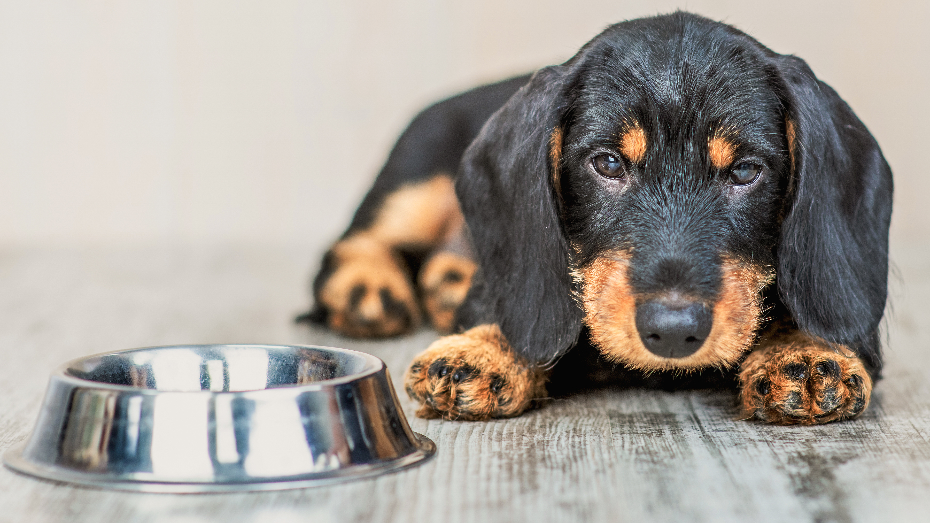 Dachshund puppy lying down on a wooden floor next to a stainless steel feeding bowl
