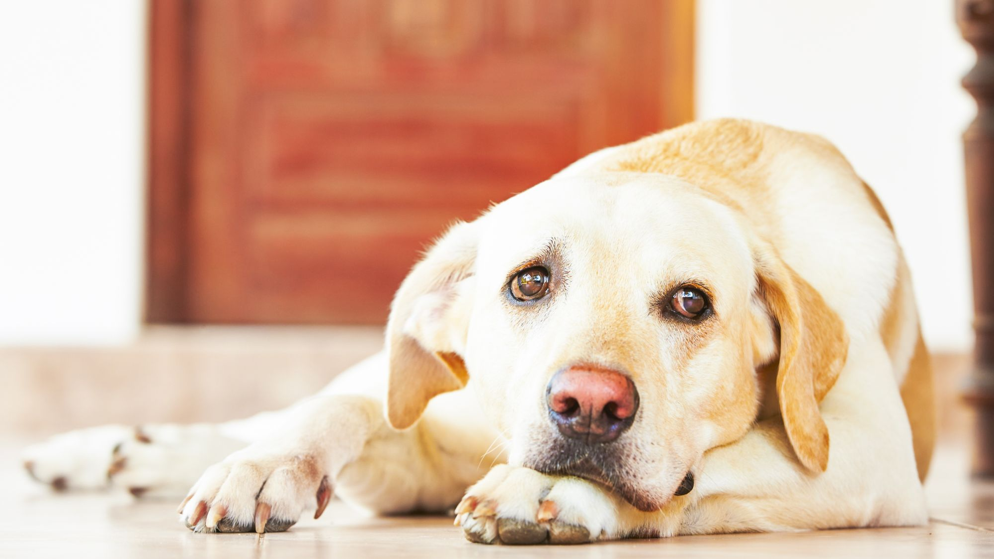 what are signs of pancreatitis in dogs