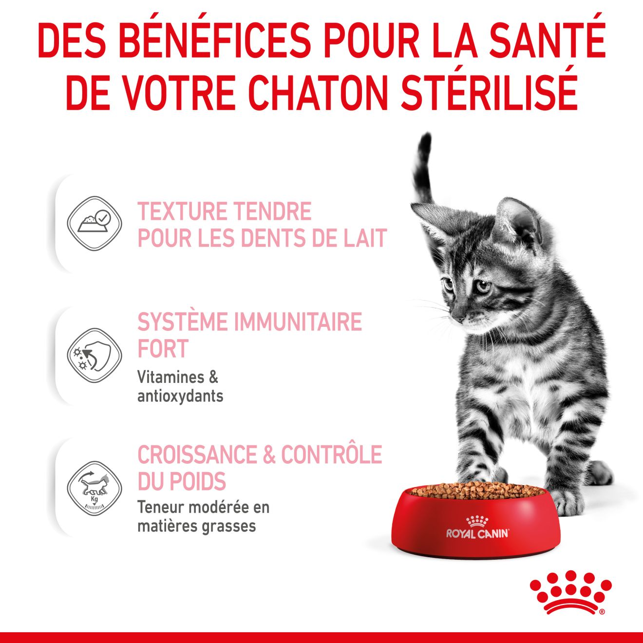 Sachet en gelée KITTEN pour chaton - 12 Pcs