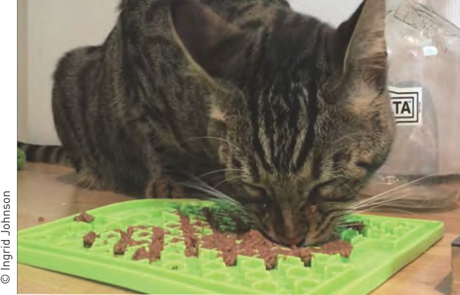 Figura 1a. Um brinquedo fixo (disponível no mercado), que pode ser usado para alimento seco ou úmido de gatos.© Ingrid Johnson