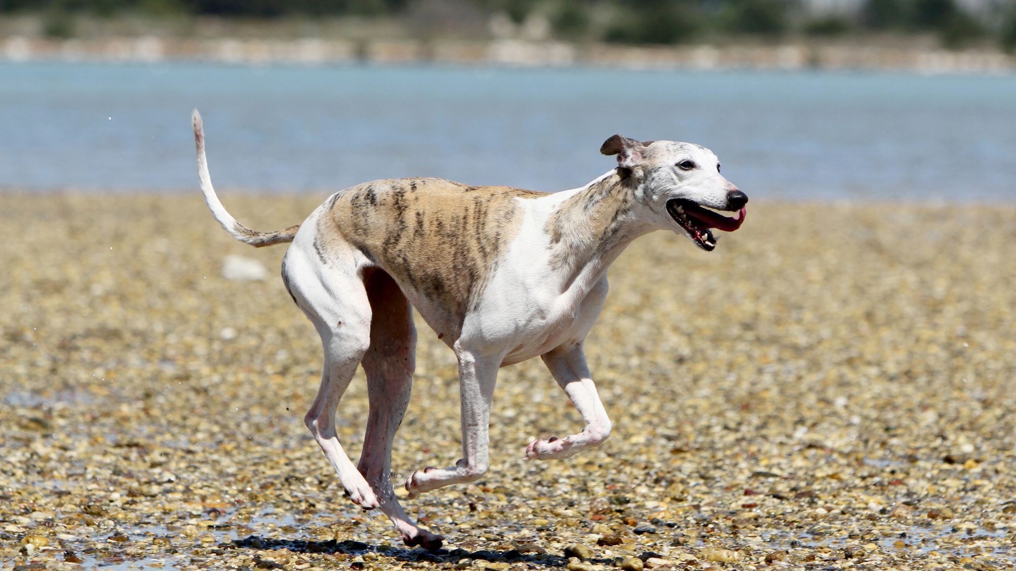 Whippet running over pebbley beach