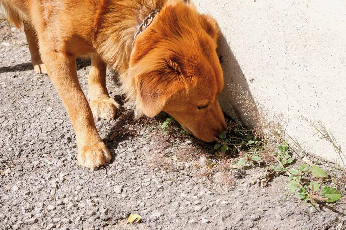 Dogs may develop vitamin D toxicosis after ingestion of cholecalciferol rodenticides when foraging. 